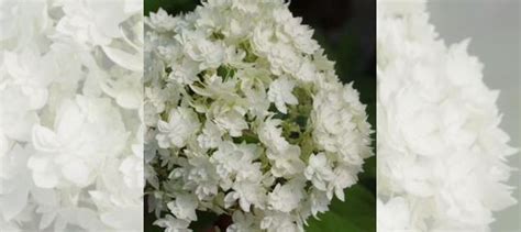 Гортензия древовидная Хайес старберст купить в Набережных Челнах ...