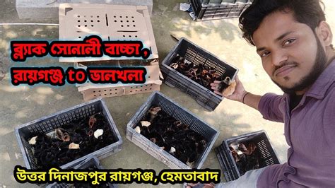 Black Sonali Chicks Delivery Raigang To Dalkhola Uttar Dinajpur Murgi