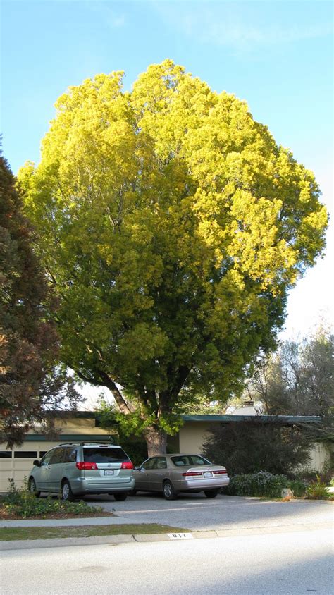 Trees Of Santa Cruz County Afrocarpus Falcatus Podocarpus Gracilior