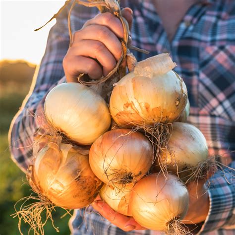 Onion Plants Short Intermediate And Long Day Steele Plant Company