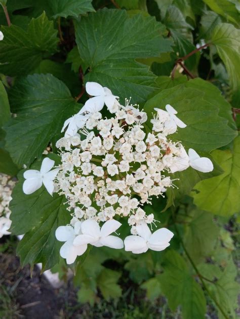 Цветы калины | Plants