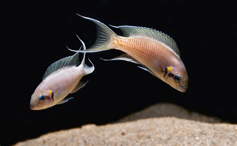 fish beginning with f