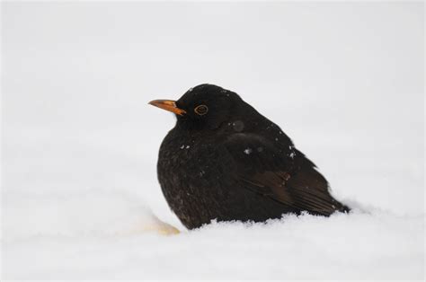 Bill's Birding: Snow Birds