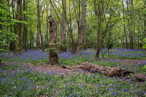 Steve The Green Man Frolicking Naked In The Woods Not Bloody Likely
