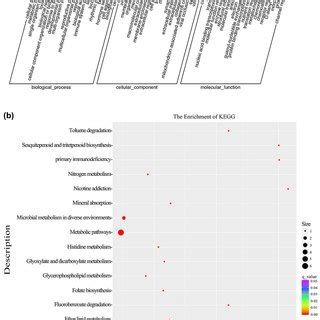 Generation And Functional Analysis Of Knockout Mutant Of StMR1 A