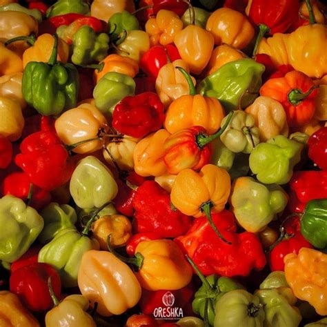 Aji Dulce Pepper 5 Pcs Fresh Seeds Etsy