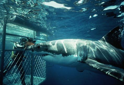 Great White Shark Wallpapers HD - Wallpaper Cave