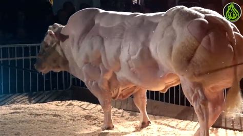 اضخم ثور في العالم The Largest Bull In The World Youtube
