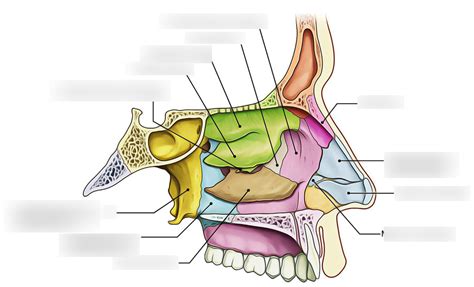 HFF: Lateral Wall of Nasal Cavity Diagram Diagram | Quizlet