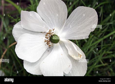stunning anemone flower Stock Photo - Alamy