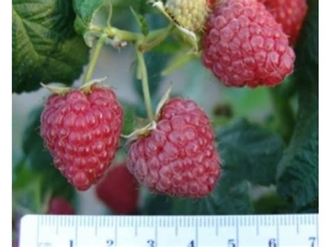 Малина Брусиловская (Б-13): описание сорта, фото, отзывы, технология ...