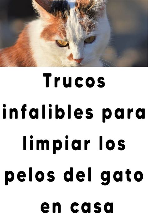 Trucos Infalibles Para Limpiar Los Pelos Del Gato En Casa