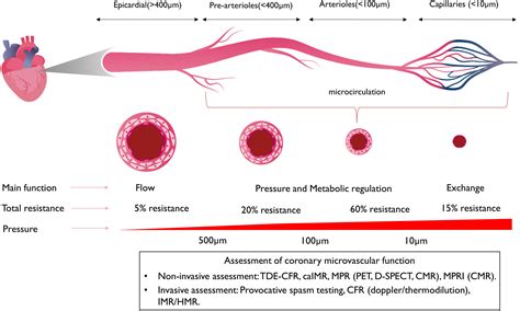 Coronary microvascular dysfunction and myocardial infarction with non ... 
