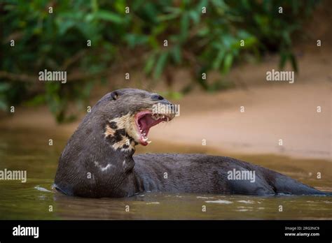 A Giant River Otter Pteronura Brasiliensis Standing In The Cuiaba