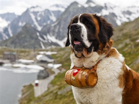 wallpaper saint bernard dog muzzle barrel hd widescreen high definition fullscreen