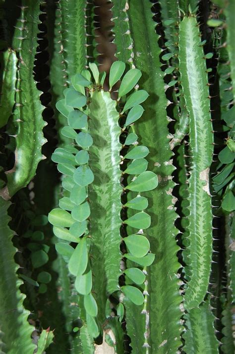 plant cacti  photo  pixabay pixabay