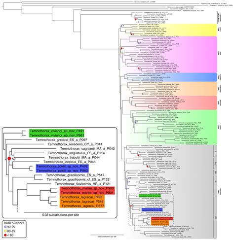 Maximum Likelihood Phylogeny Inferred With Iqtree Ver The Major