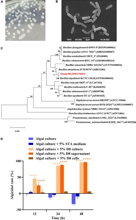 Frontiers | Algicidal characteristics of novel algicidal compounds ...