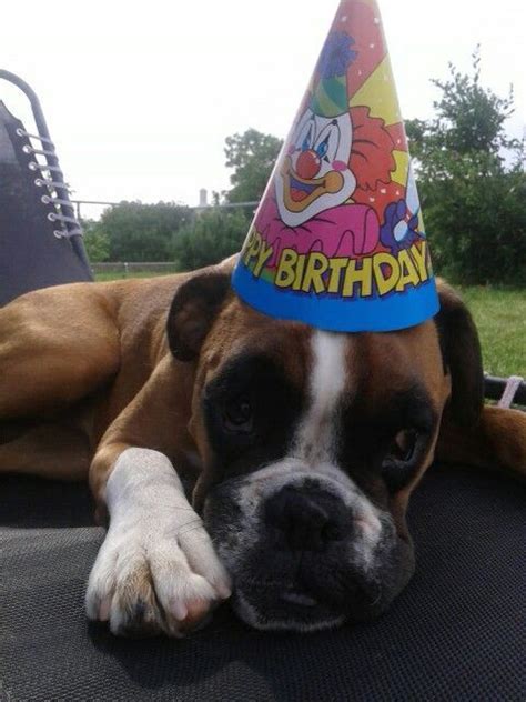 Boxer Dog - Happy Birthday.