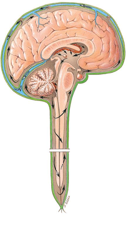 Figure 20 10 Ventricles Of The Brain And Cerebrospinal Fluid C