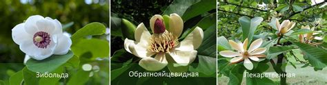 Магнолия: фото цветка, посадка и уход, 9 видов (зибольда, кобус, др.)