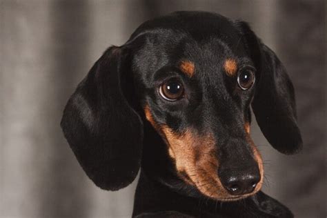 Miniature Dachshund Vs Standard Dachshund 7 Differences