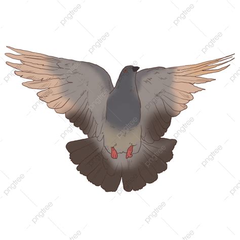 Gambar Merpati Burung Burung Birdie Burung Png Transparan Clipart Dan File Psd Untuk Unduh Gratis