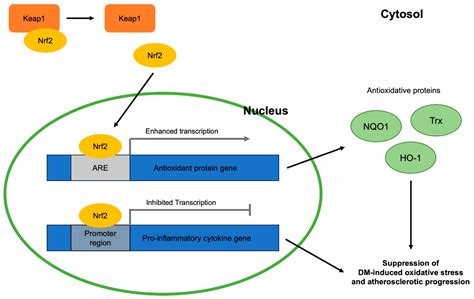 Ijms Free Full Text Nrf2 Signaling Pathway As A Key To Treatment