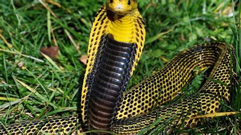 Southern Philippine Cobra Facts and Pictures | Reptile Fact