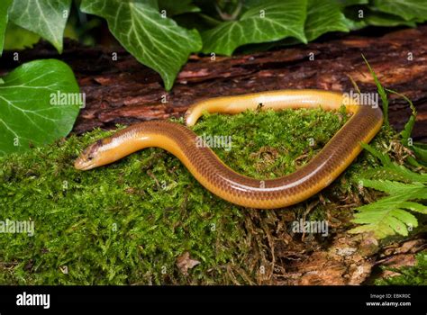 Percivals Legless Lizards Hi Res Stock Photography And Images Alamy