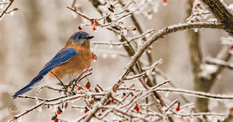 Do bluebirds eat dried mealworms? - Wildlife Chatter