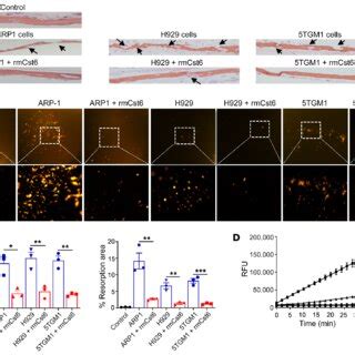 CST6 Protein Suppresses Bone Resorptive Activity Of Mature Osteoclasts