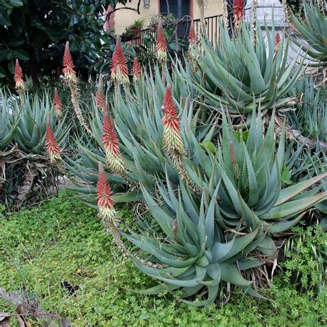 Aloe Sp Aloe Sp Xanthorrhoeaceae Local Palermo Sicília Flickr