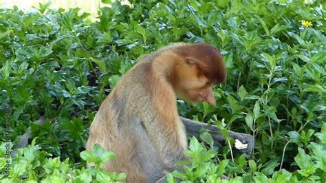 Female Proboscis Monkey Nasalis Larvatus Eating At Labuk Bay Sabah