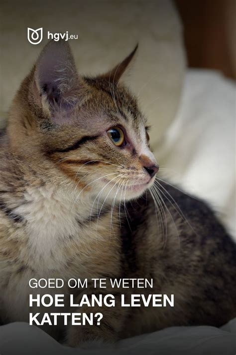 Hoe Lang Leven Katten Eigenlijk Natuurlijk Wil Je Jouw Pluizige