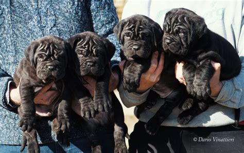 Lalimentazione Del Cucciolo Di Cane Una Guida Completa Per Una