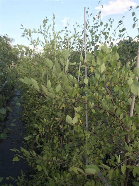 Betula Summer Cascade Weeping River Birch Tree Mail Order Trees