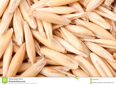 Raw Grains Of Oats Close Up As A Background Macro Stock Photo Image