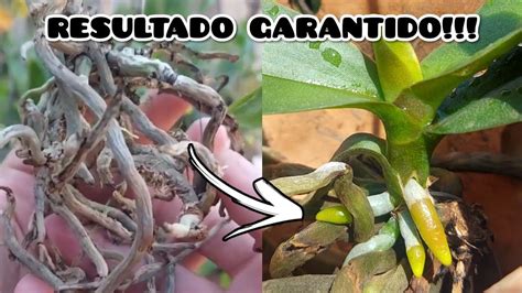 Este truque simples consegue salvar qualquer orquídea doente e sem