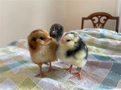 First Time Hatching Chickens At Home Here S What You Need To Know