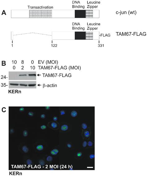 TAM67 FLAG Expression In Keratinocytes A Comparison Of C Jun And TAM67