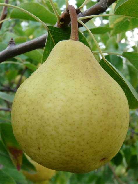 Саженцы груши праздничная купить в Москве по цене от 690 рублей