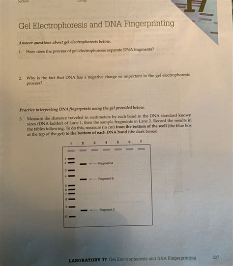 Solved Gel Electrophoresis and DNA Fingerprinting Answer | Chegg.com