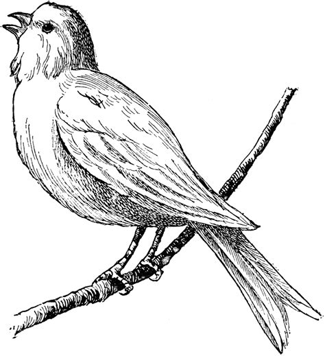 Bird Clipart Etc