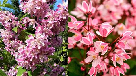 Неприхотливый кустарник с невероятно обильным цветением! | GardenLife ...