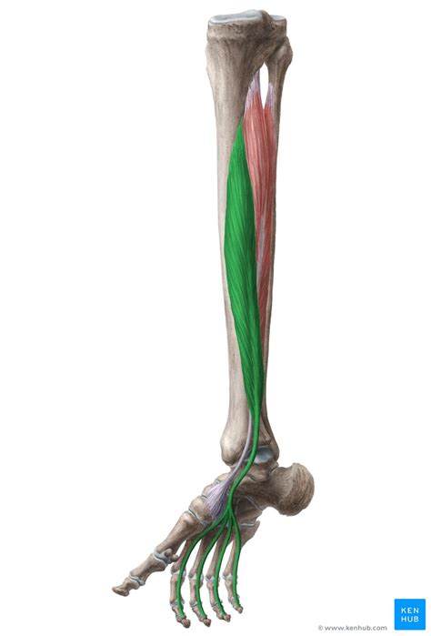 Flexor Digitorum Longus Muscle Musculus Flexor Digitorum Longus Kenhub