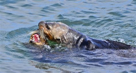 Mating Sea Otters He Grasps Her By The Nose And Doesnt Le… Flickr