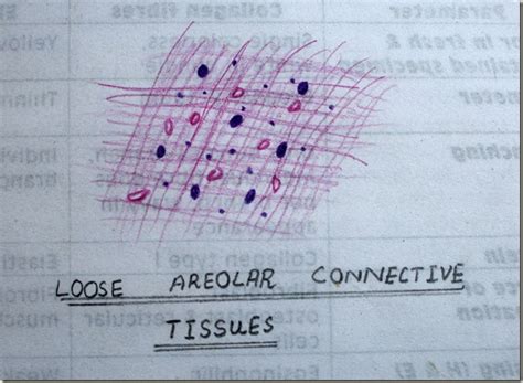 Histology Slides Database: loose areolar connective tissue high ...