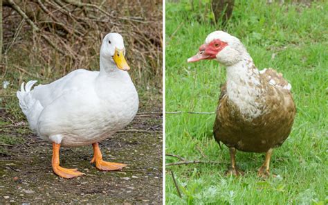 Niacin For Ducks Dosage And Signs Of Deficiency Learnpoultry