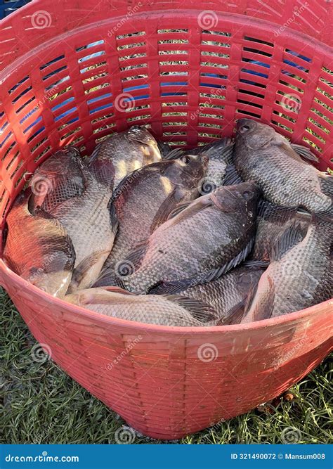 Fresh Tilapia Fish In Market Stock Photo Image Of Ocean Closeup